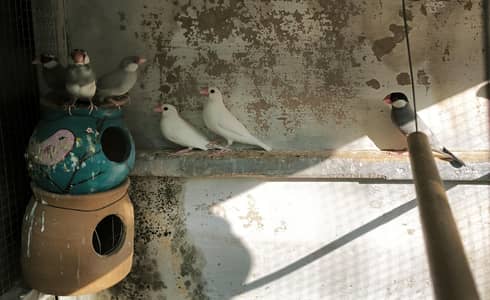 Java Finches