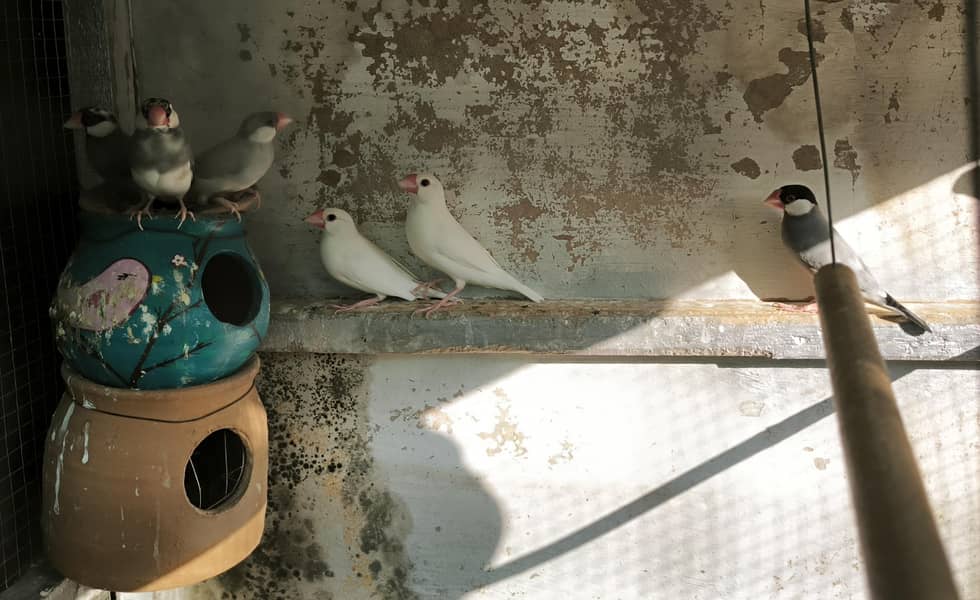 Java Finches 0