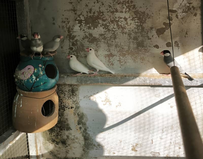 Java Finches 1
