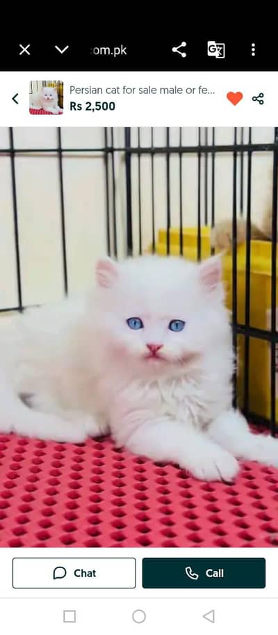 Persian cat for sale male or femalemy WhatsApp326=30=12=904=