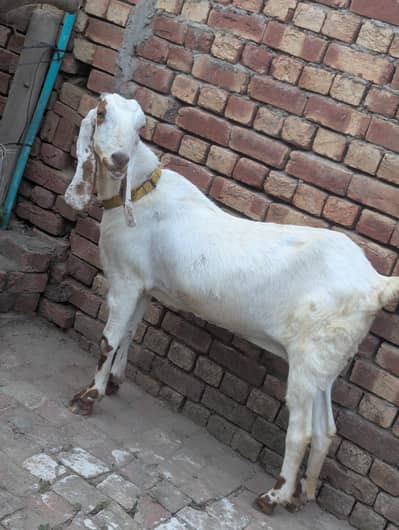 Rajanpuri crass