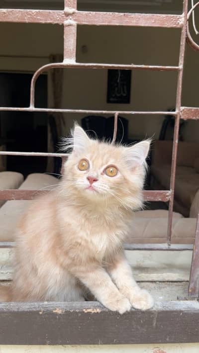 triple coat Persian kitten