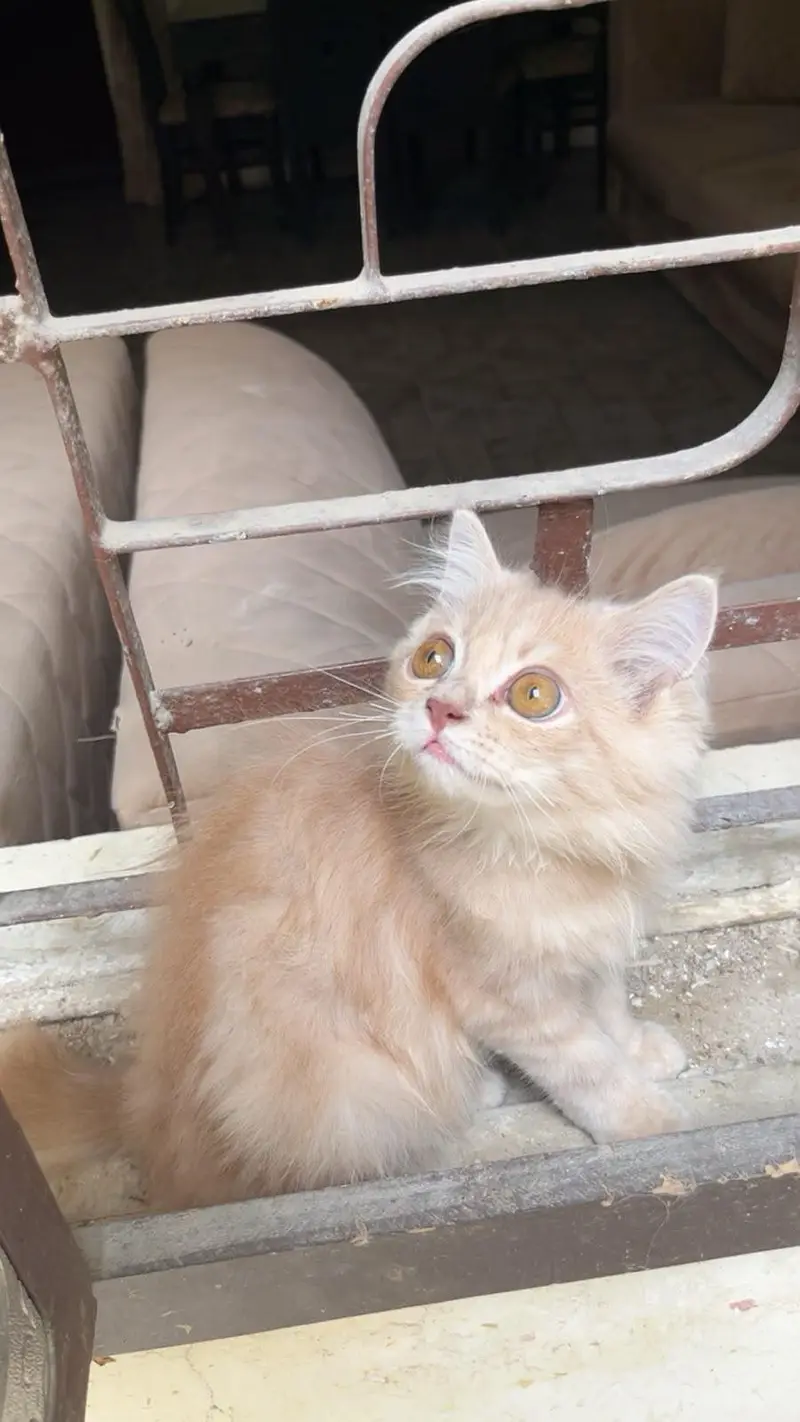 triple coat Persian kitten — photo 3