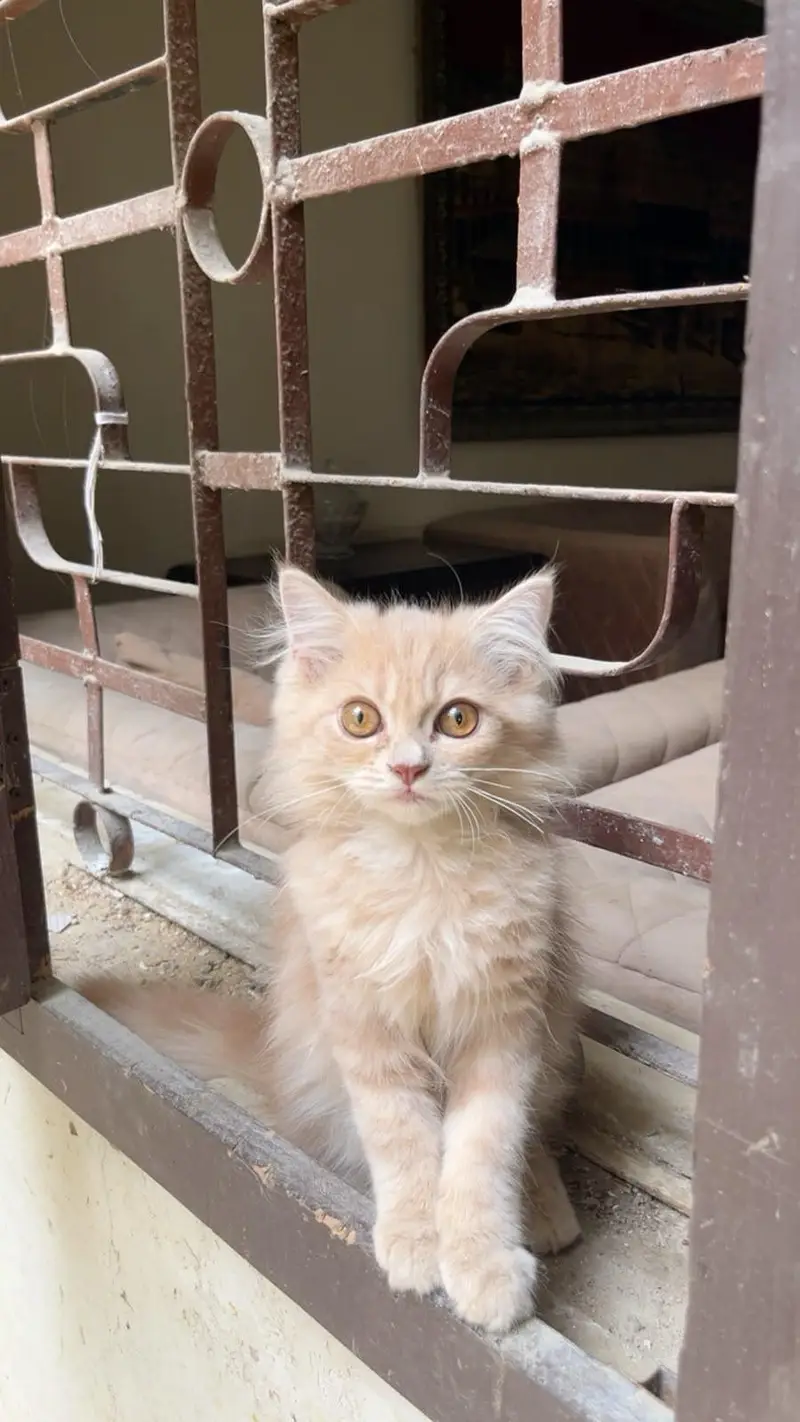 triple coat Persian kitten — photo 7