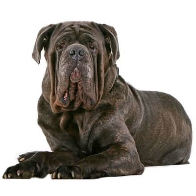 Neapolitan Mastiff Puppy Available