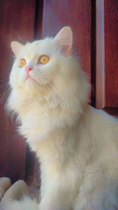 sadiqq