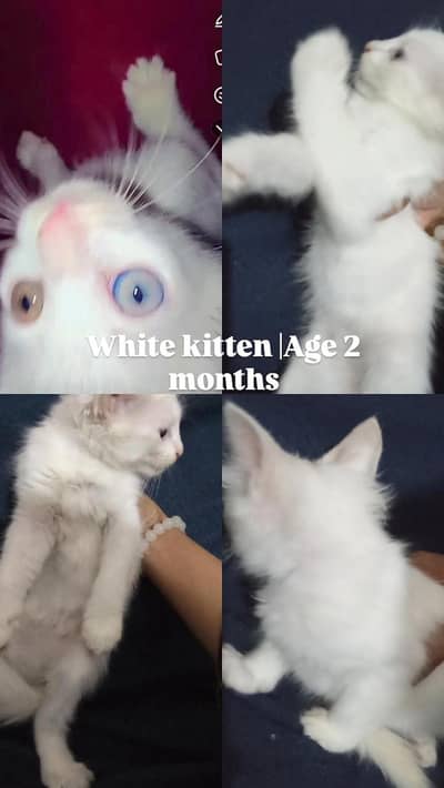 white colour Persian cat and kittens Babies
