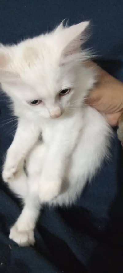 urgent sale| white colour Persian cat and kittens Babies
