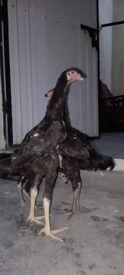 Pure Black Japanese Shamo Triset