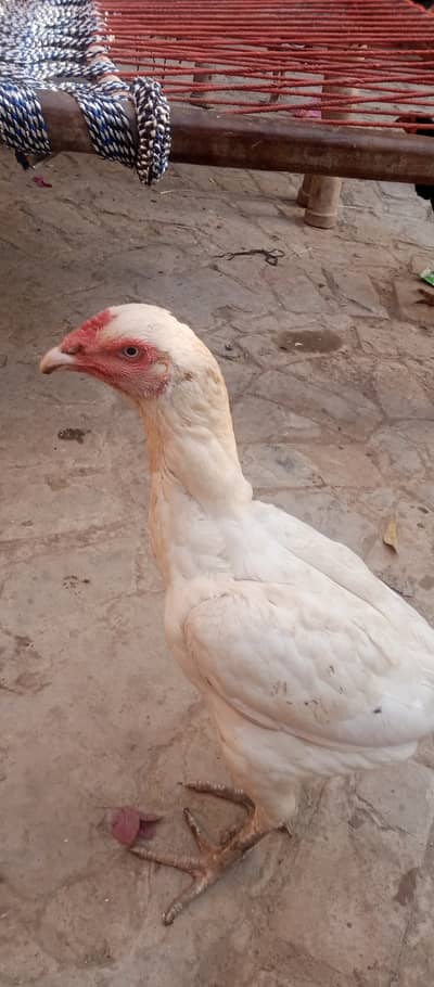 Aseel heeri madian
