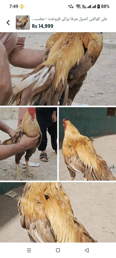 گھر کا پالا ہوا شوقین افراد کے لیے بہترین تحفہ۔