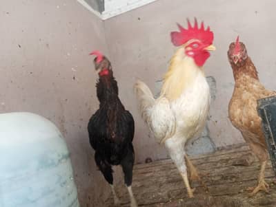 Desi Kurk breed