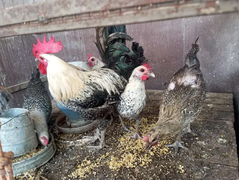Desi Kurk breed — photo 2