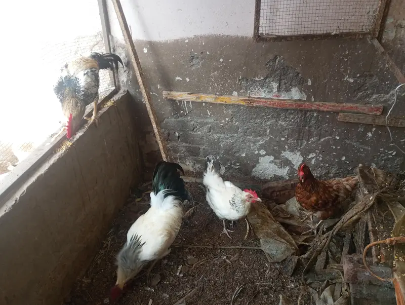 Desi Kurk breed — photo 3