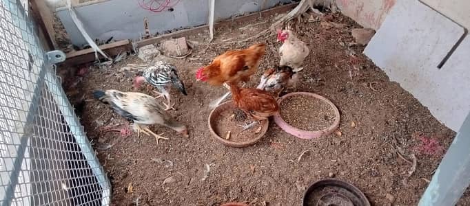 2 murga murgi hen murgi Andy deny wali ha sath me 5 chozy hen healthy
