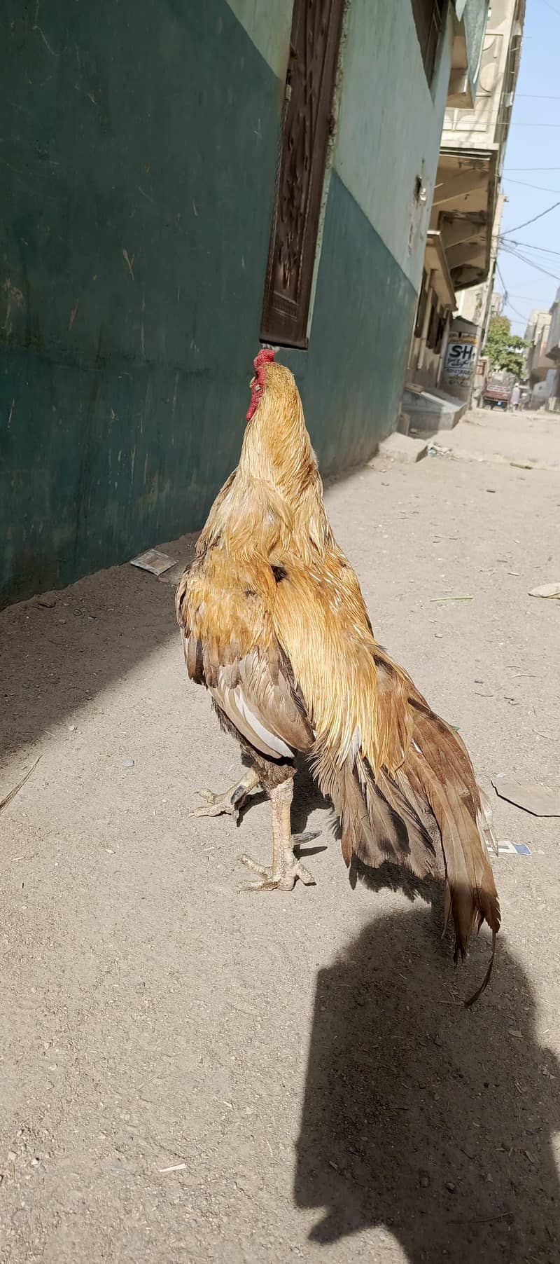 گھر کا پالا ہوا شوقین افراد کے لیے بہترین تحفہ۔ 1