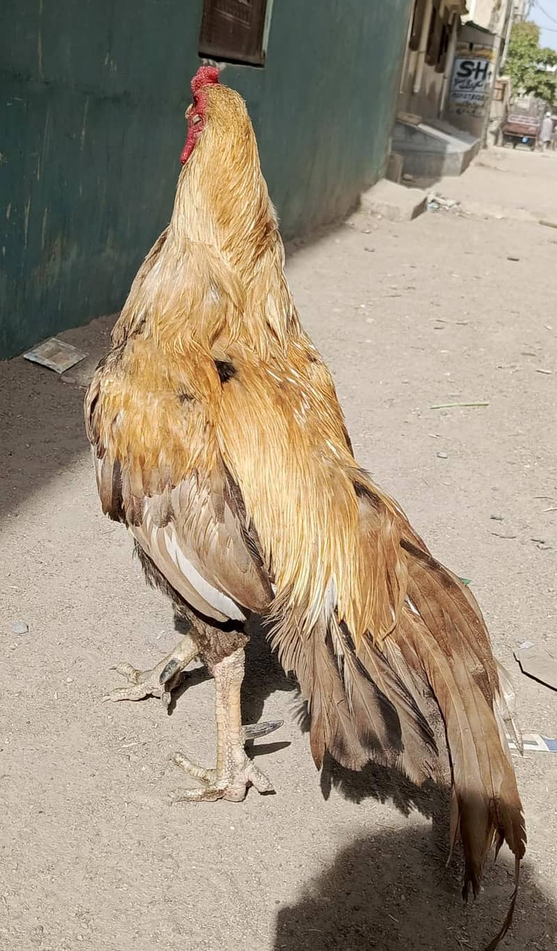 گھر کا پالا ہوا شوقین افراد کے لیے بہترین تحفہ۔ 3