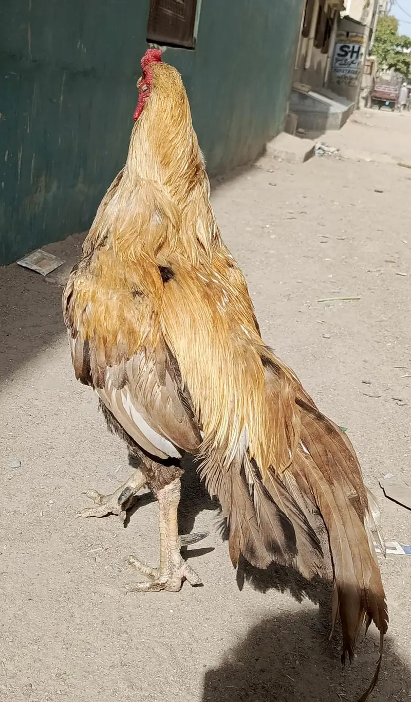 گھر کا پالا ہوا شوقین افراد کے لیے بہترین تحفہ۔ — photo 4
