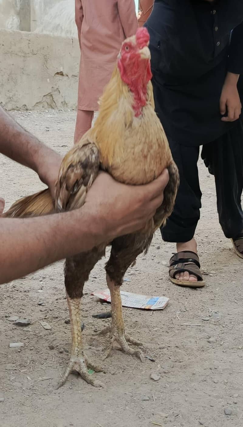 گھر کا پالا ہوا شوقین افراد کے لیے بہترین تحفہ۔ 4