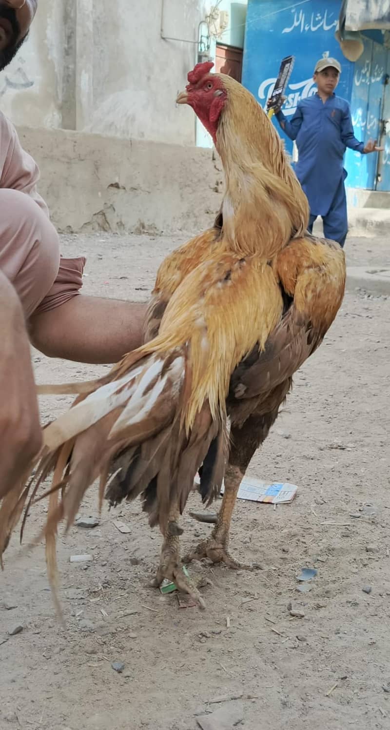 گھر کا پالا ہوا شوقین افراد کے لیے بہترین تحفہ۔ 5
