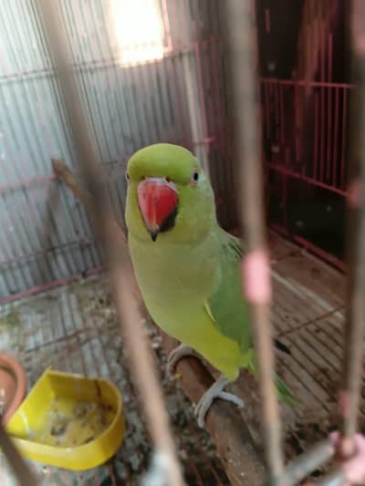 female urgent for sale