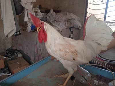 pure dasi white jora for sale