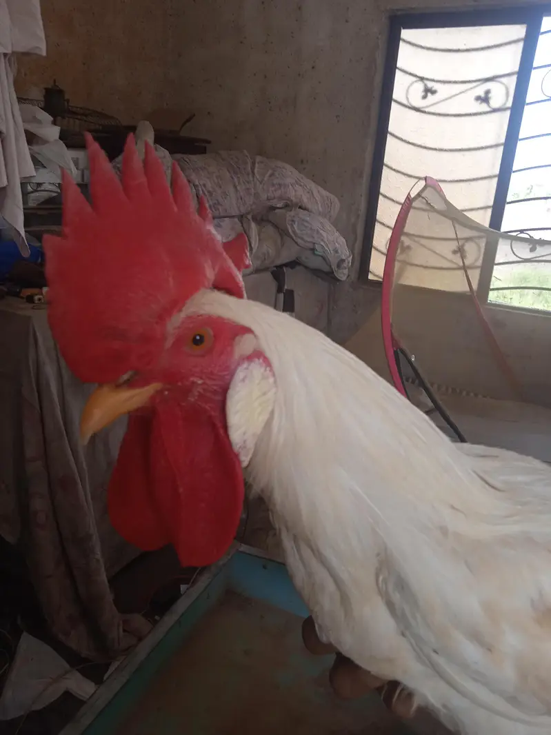 pure dasi white jora for sale — photo 2
