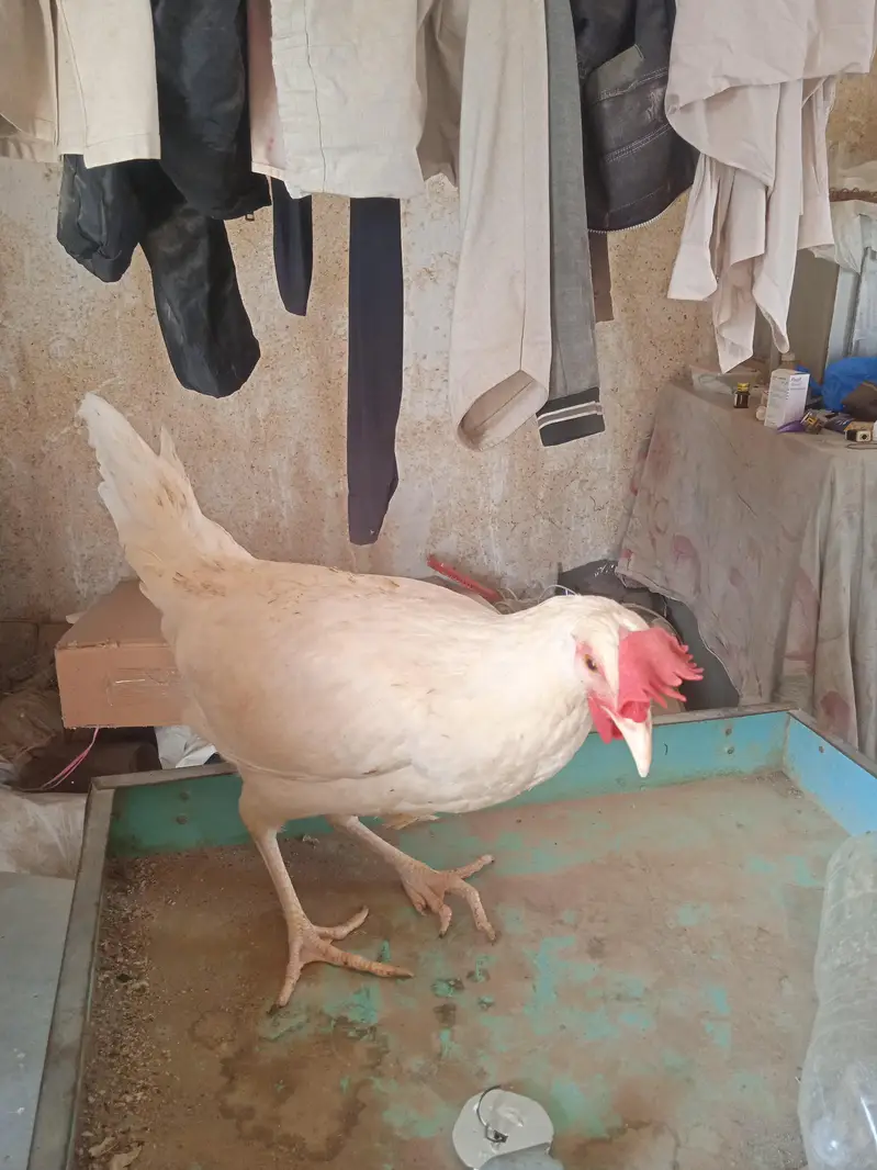 pure dasi white jora for sale — photo 3