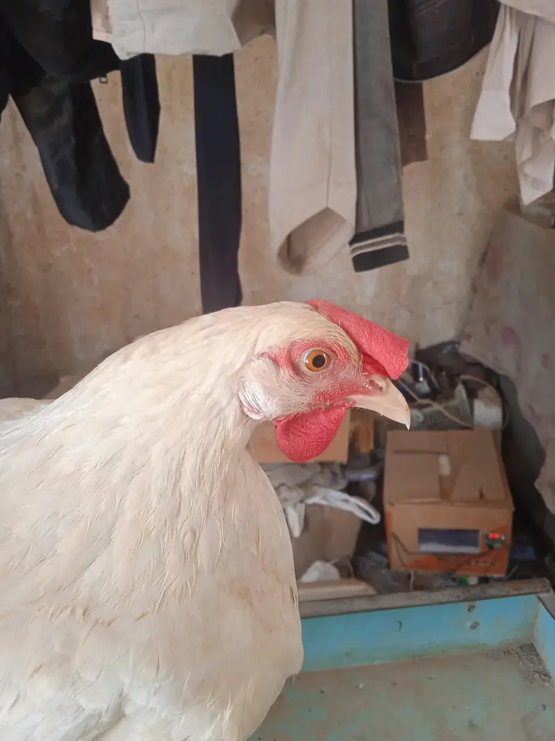 pure dasi white jora for sale — photo 4