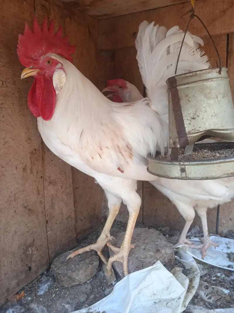 pure dasi white jora for sale — photo 5
