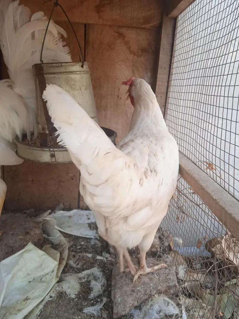 pure dasi white jora for sale — photo 6