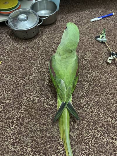 Raw parrot