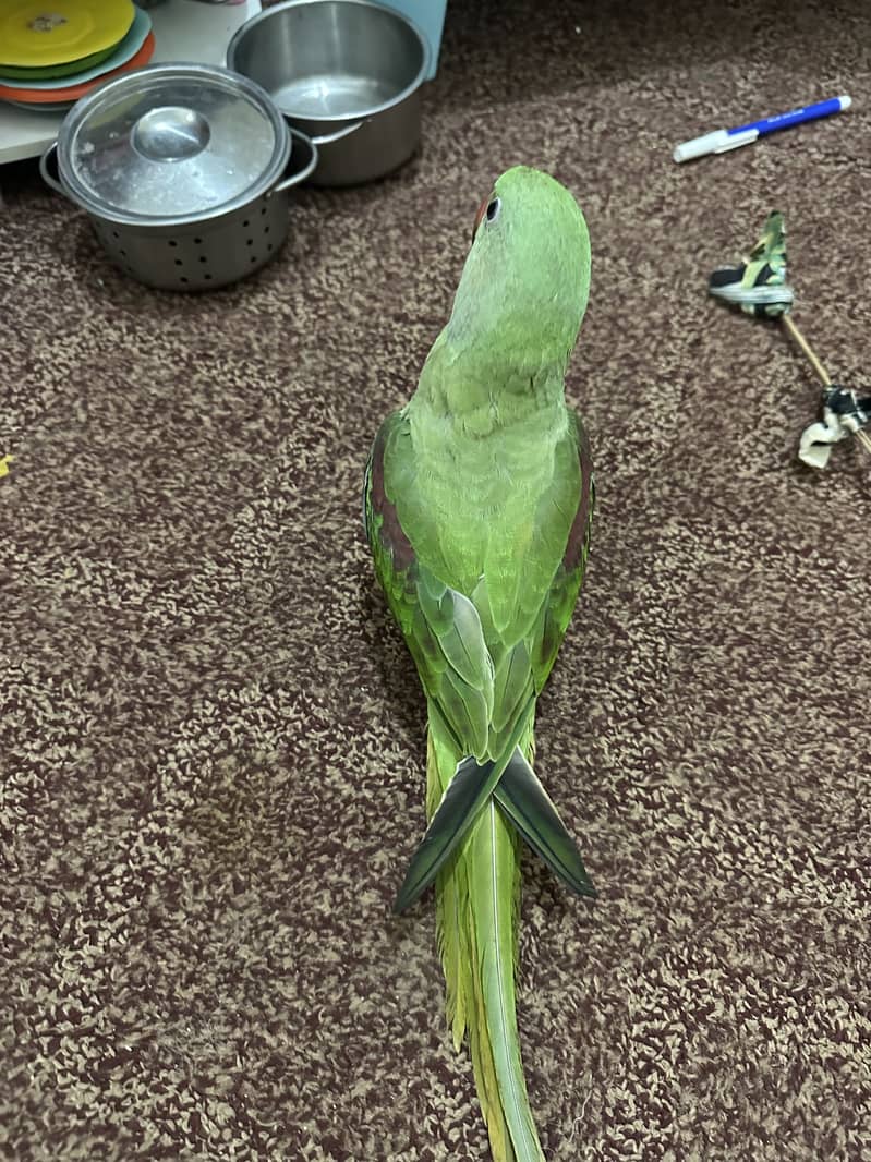 Raw parrot 0
