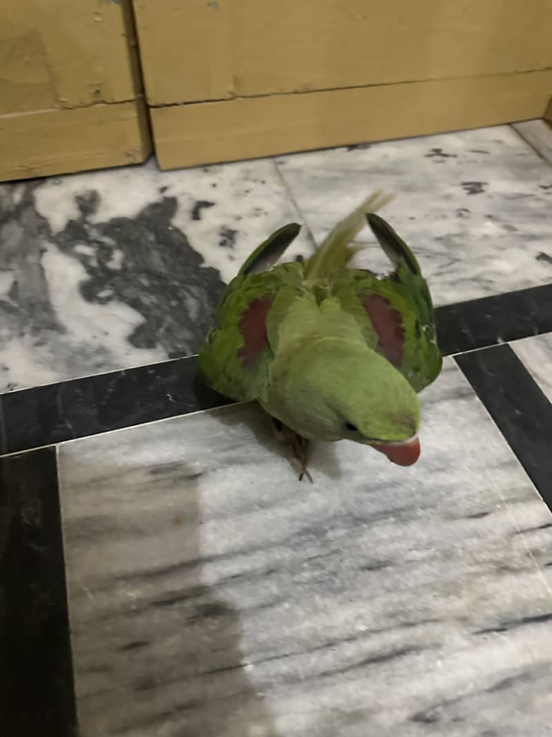 Raw parrot 1