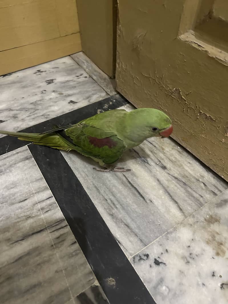 Raw parrot 2