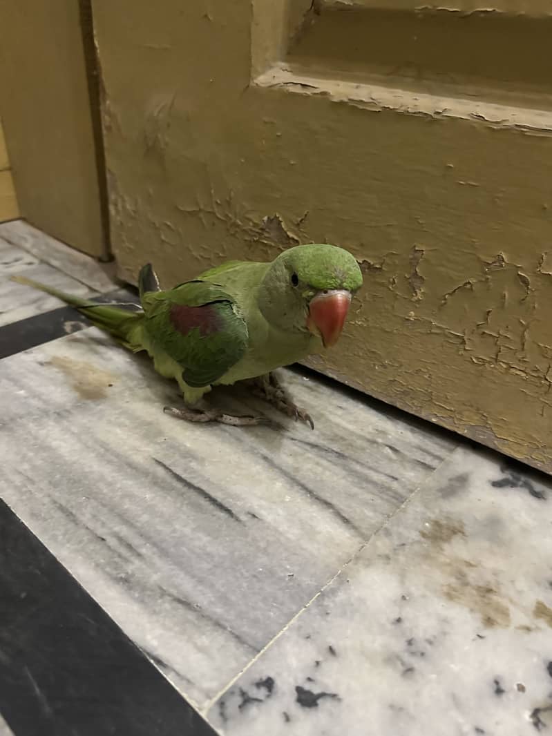 Raw parrot 3