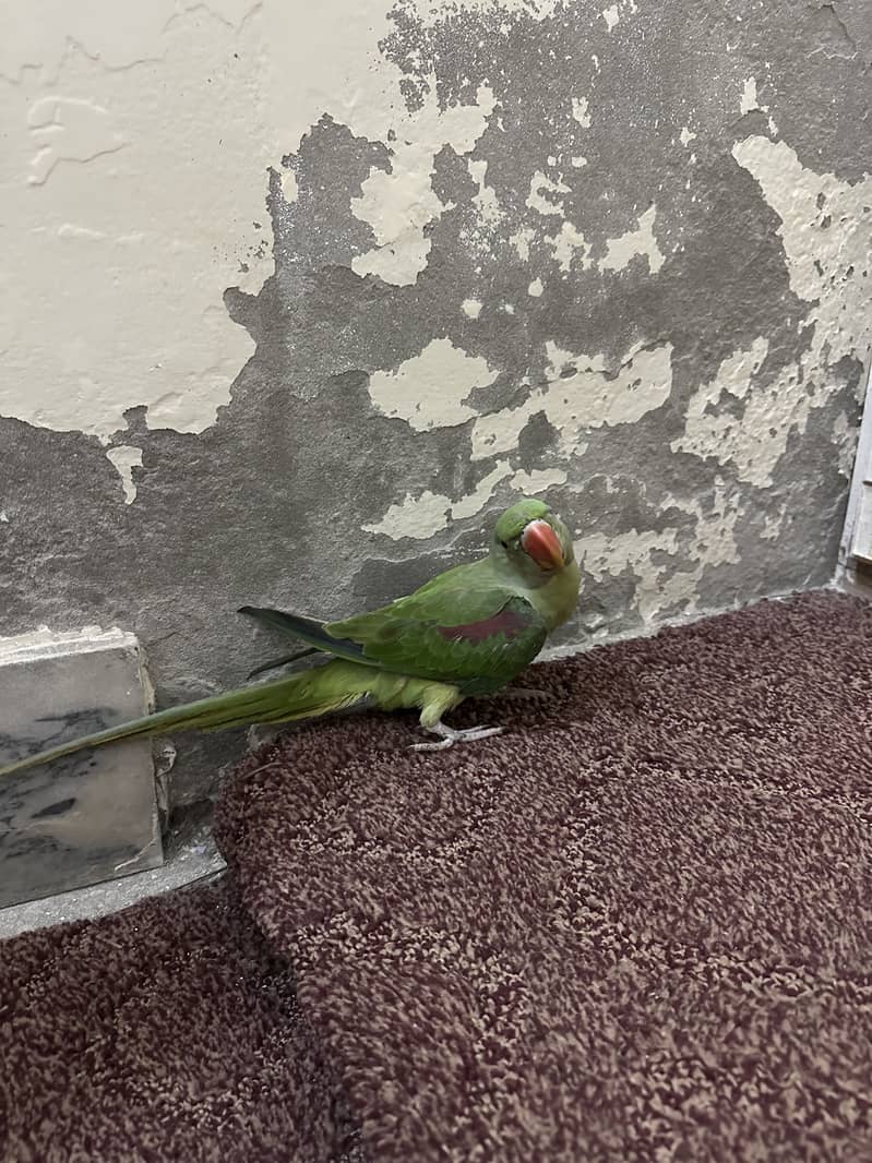 Raw parrot 4