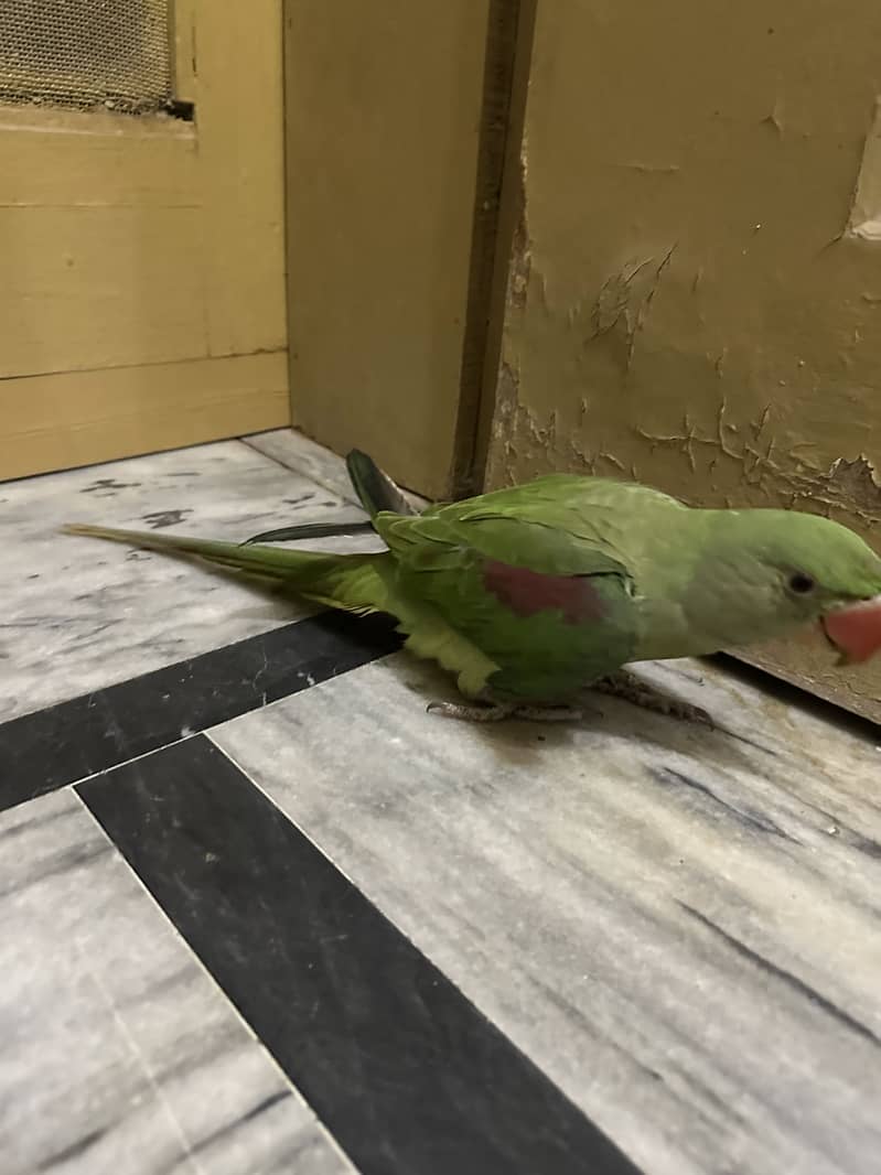 Raw parrot 5
