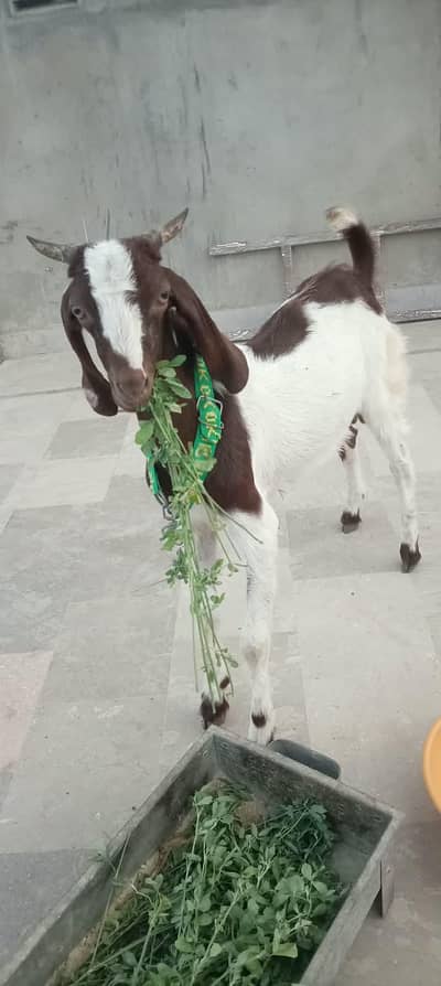 bakra for sell