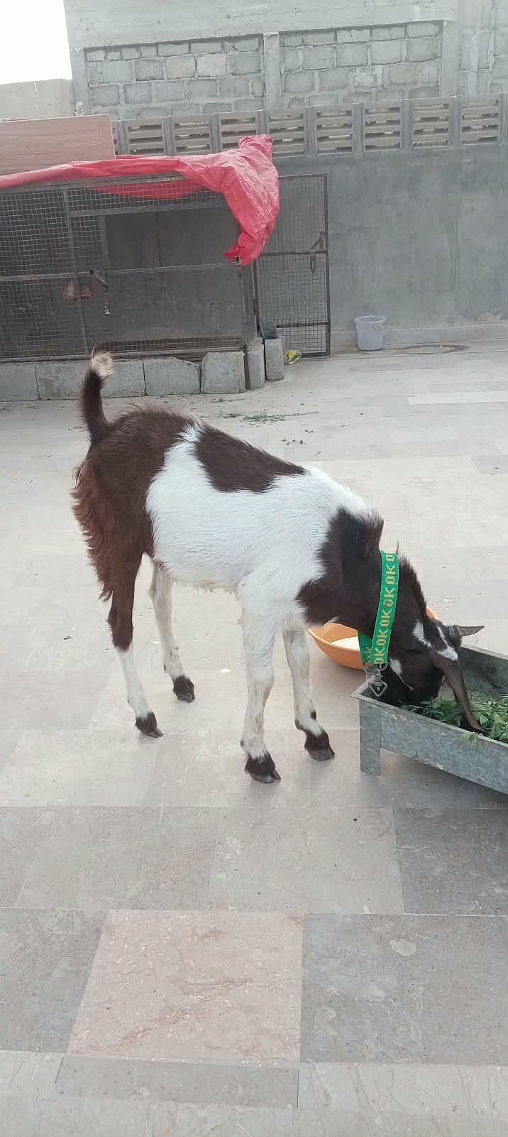 bakra for sell 1
