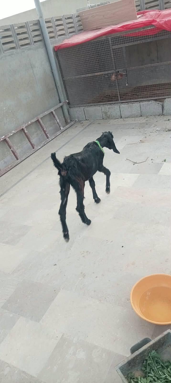 bakra for sell 2