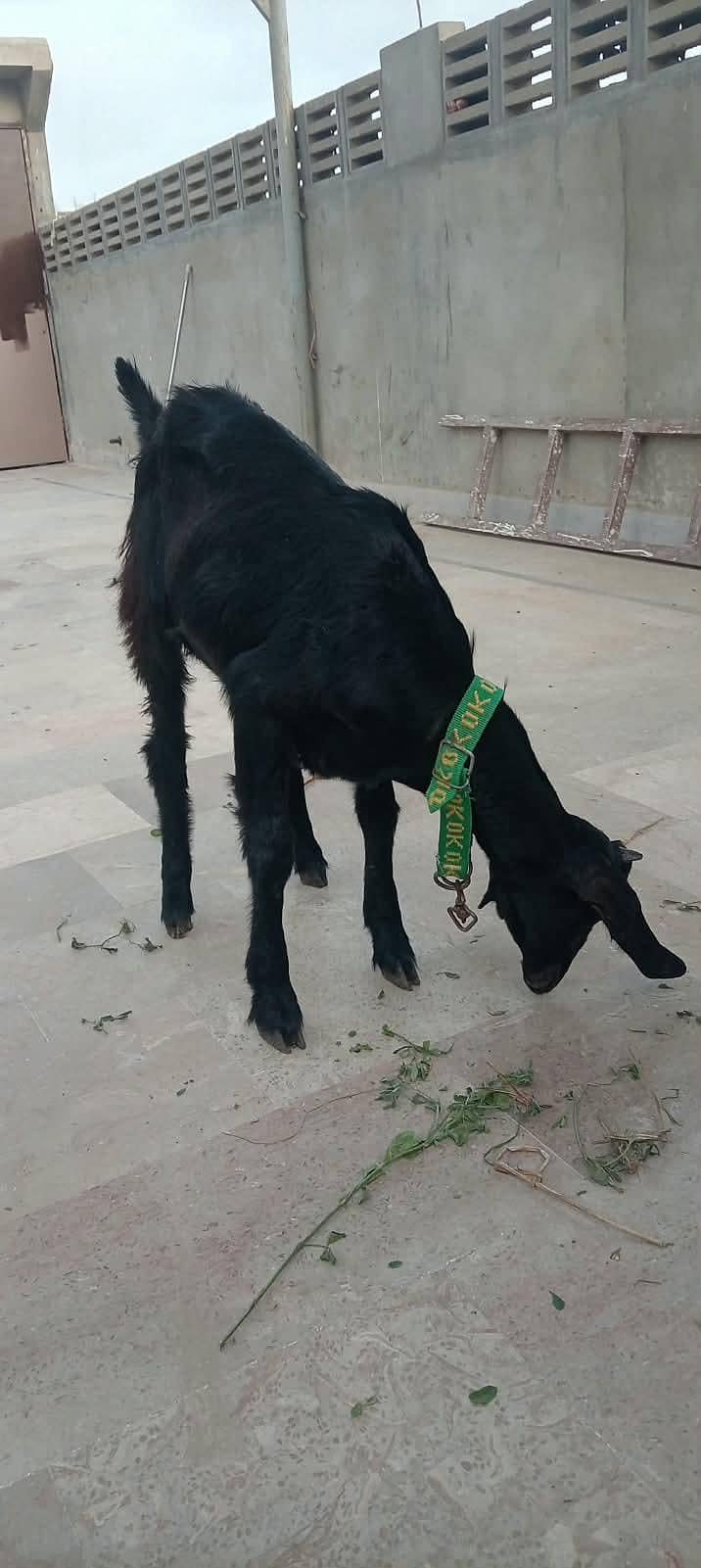 bakra for sell 3