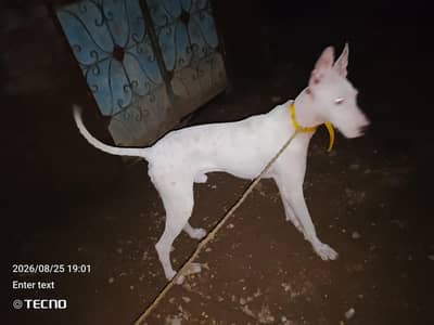 gulter dog for  sale ha 03127964114