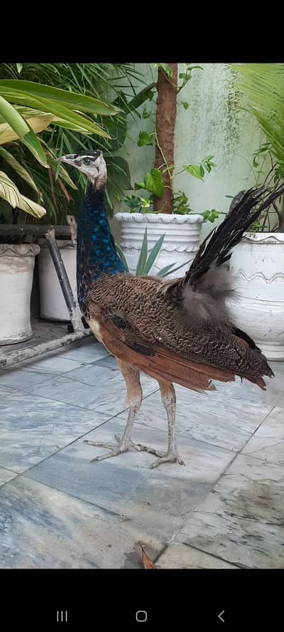 Peacock Pair For Sale Healthy And Beautiful