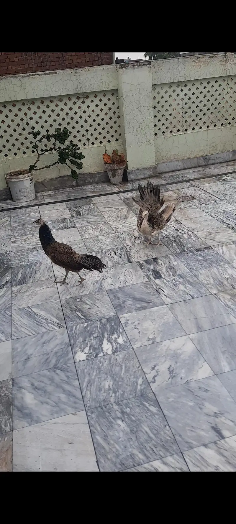 Peacock Pair For Sale Healthy And Beautiful — photo 2