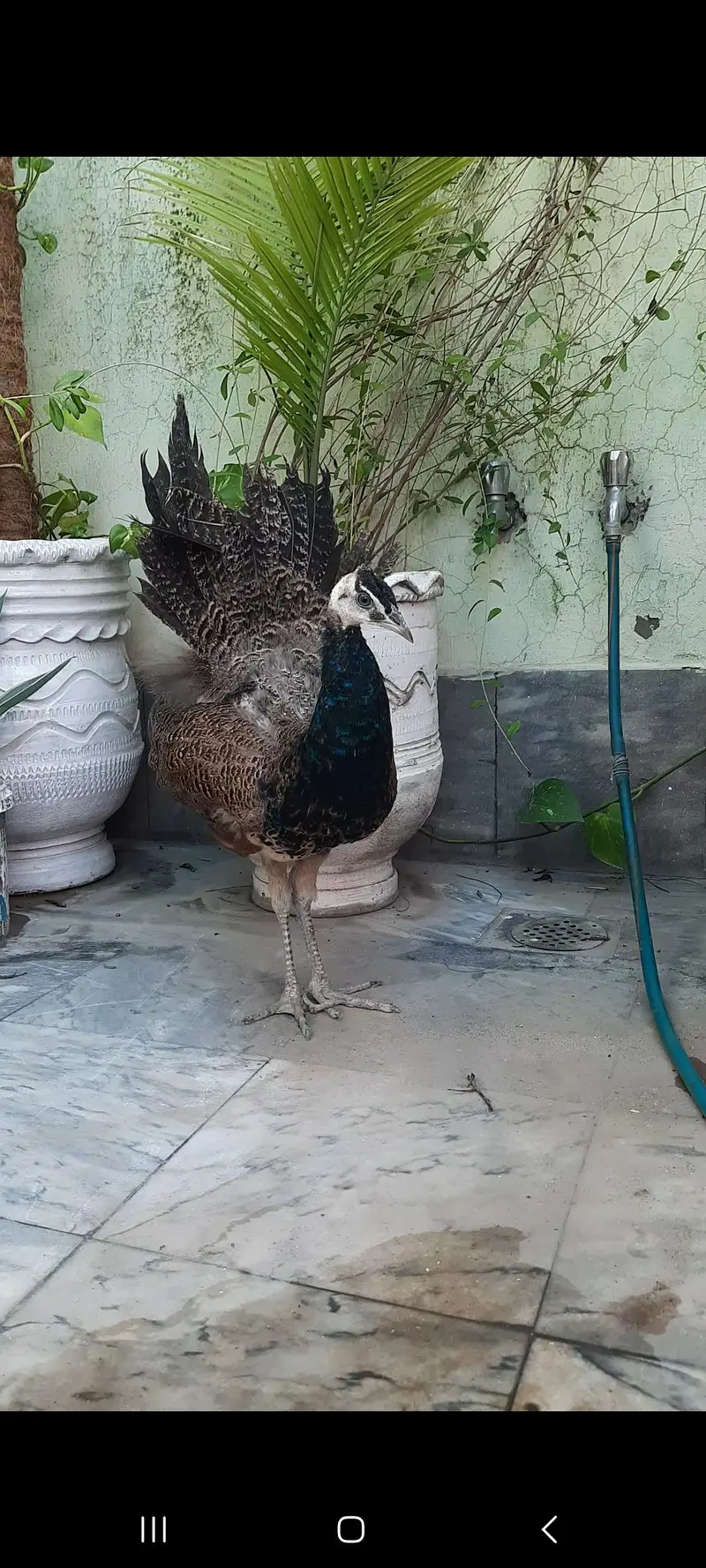 Peacock Pair For Sale Healthy And Beautiful — photo 3