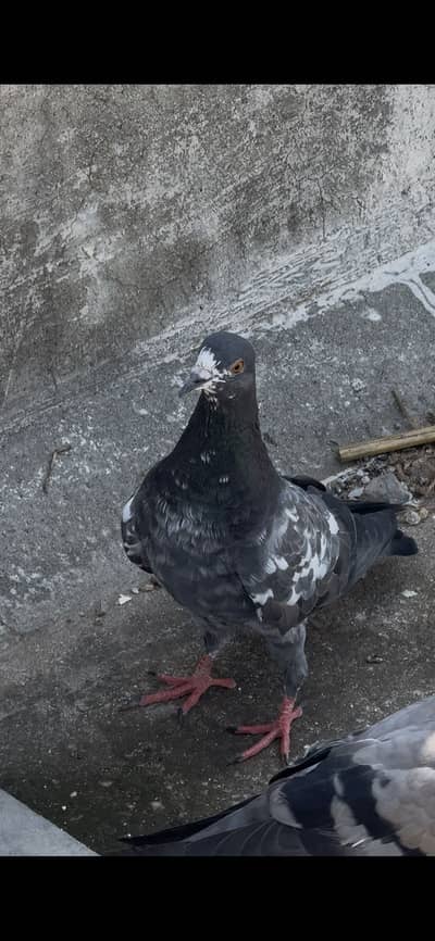 Pigeons