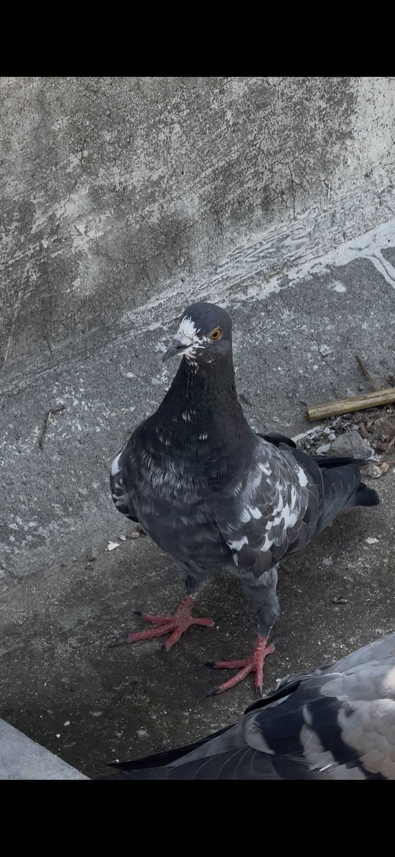 Pigeons 0