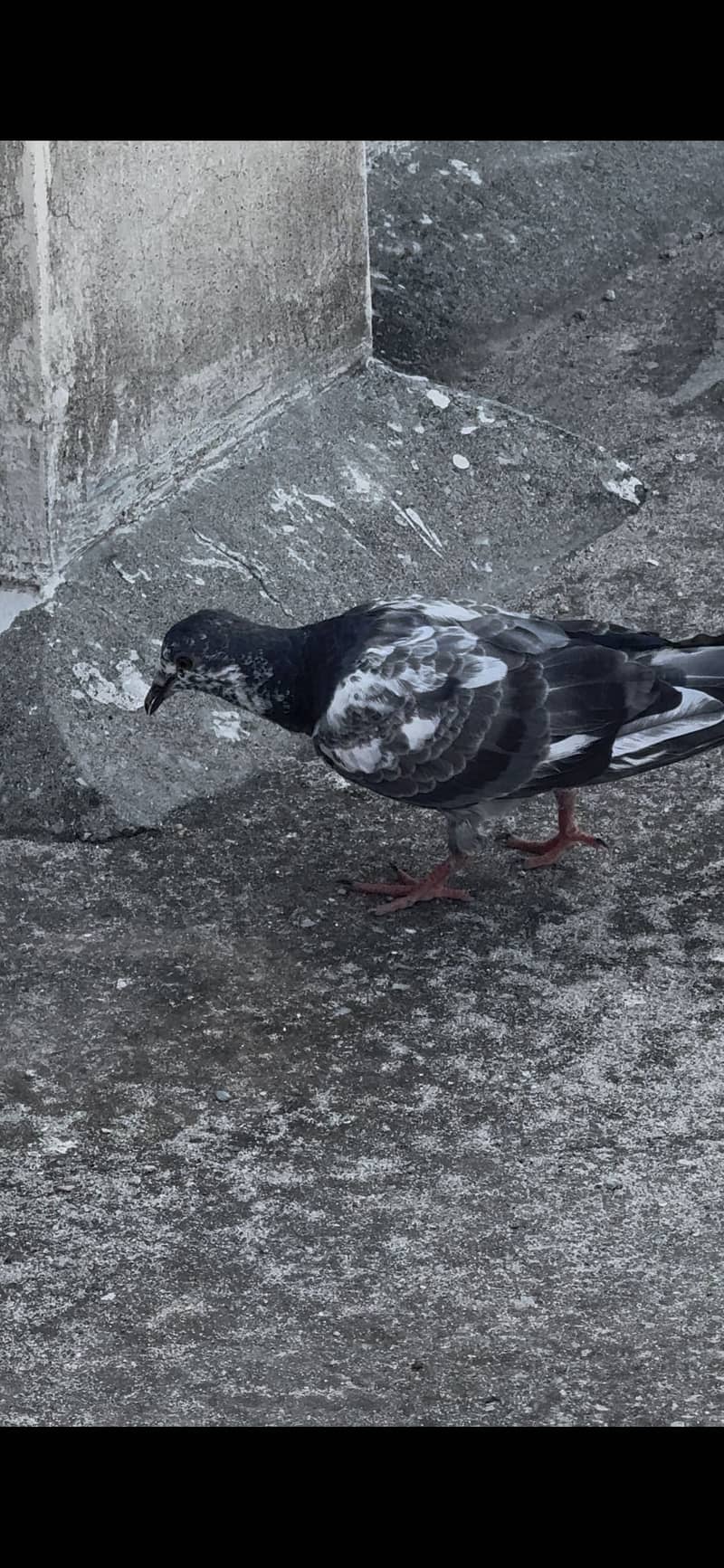 Pigeons 1