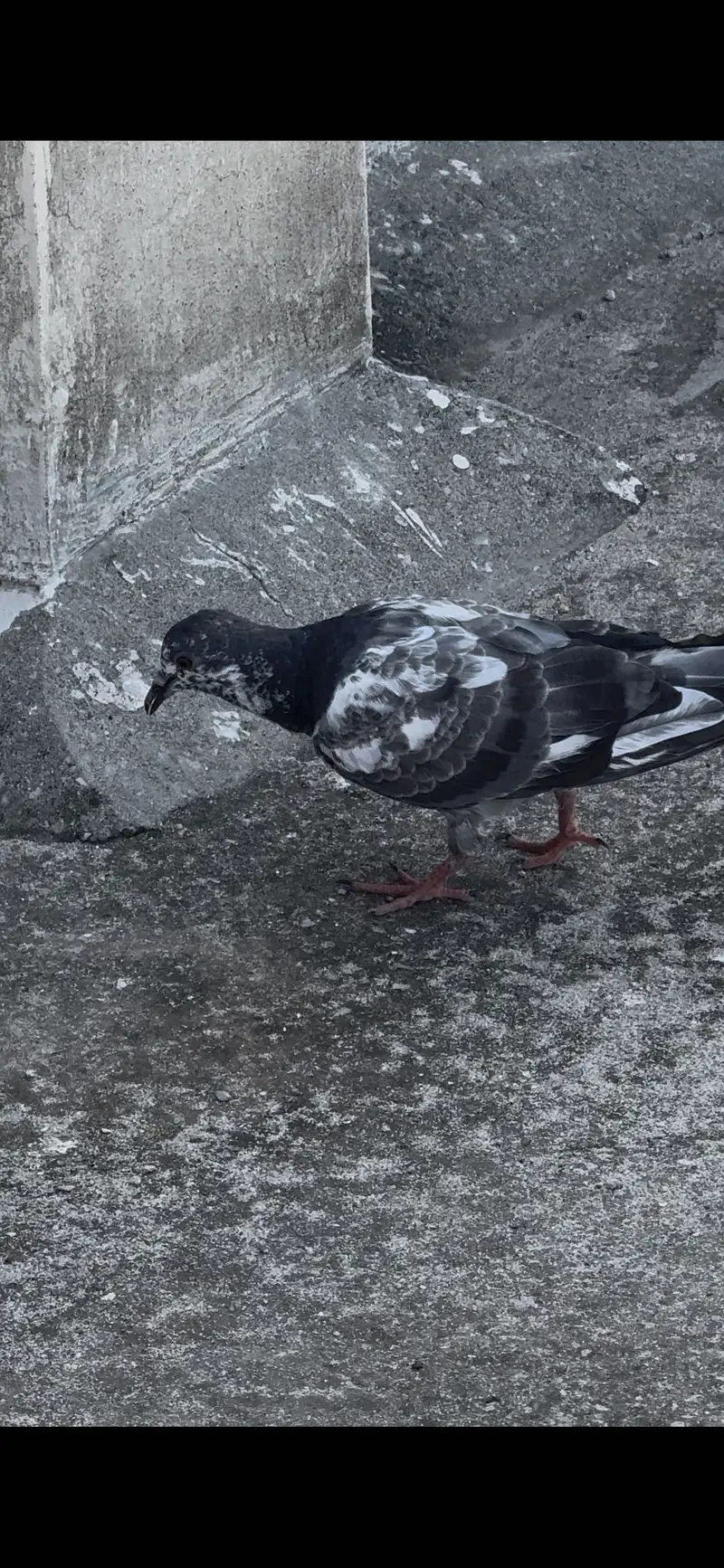 Pigeons — photo 2